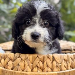 River - Black and white male Aussiedoodle puppy in Vacaville, California from Starlight Goldendoodles