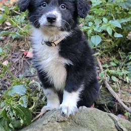 Ghost - Black and white male Border Collie puppy in East Brady, Pennsylvania from Riverwood