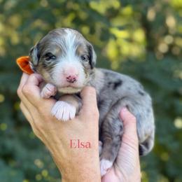 Elsa UNFURNISHED - Blue merle female Bernedoodle puppy in Bellville, Ohio from Bernedoodle Buddies