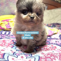 Merle boy Stella 3200 no breeding rights - Blue merle male Pomeranian puppy in Kentucky from Em&M Pomeranians