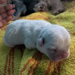 BELL - Cream and white male Shih Tzu puppy in Escondido, California from CRUZ Canines's Shih Tzus