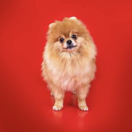 Katniss - Pomeranian