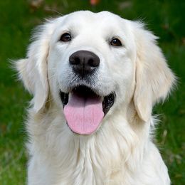 Lyric - Golden Retriever
