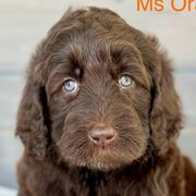 Girl 2 - Brown Bernedoodle puppy in Zephyrhills, Florida from Doodles of Tampa Bay
