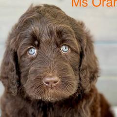 Girl 2 - Brown Bernedoodle puppy in Zephyrhills, Florida from Doodles of Tampa Bay