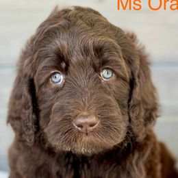 Girl 2 - Brown Bernedoodle puppy in Zephyrhills, Florida from Doodles of Tampa Bay