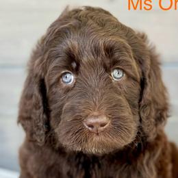 Girl 2 - Brown Bernedoodle puppy in Zephyrhills, Florida from Doodles of Tampa Bay