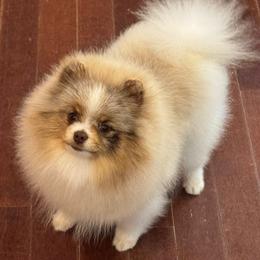 Sincere - Pomeranian