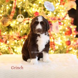 Grinch - Chocolate male Australian Labradoodle puppy in Hurricane, Utah from Red Desert Doodles