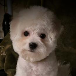 Yellow female - White female Bichon Frise puppy in Apple River, Illinois from Barb's Bichons Bichonfrise.ws