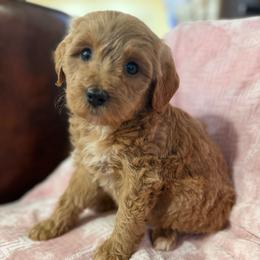 Ginger - Cream female Aussiedoodle puppy in Lowville, New York from Adirondack Labradoodles