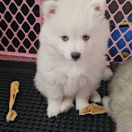 Snowball - White female Pomsky puppy in Edmonton, Kentucky from Spillman's Specialty Breeding