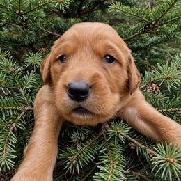 Fir - Dark golden male Golden Retriever puppy in Wendell, Minnesota from Floden Farm Golden Retrievers
