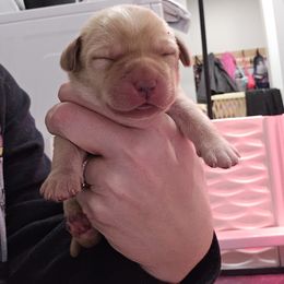 Labrador Retriever Puppies from Ruby Rose Labradors
