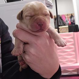 Labrador Retriever Puppies from Ruby Rose Labradors