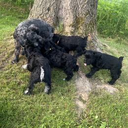 Miniature Schnauzer Puppies from Chantel's Miniature Schnauzers
