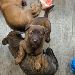 Moana (Liver dutchie x) - female Belgian Malinois puppy in Signal Mountain, Tennessee from Torgun Police Dogs