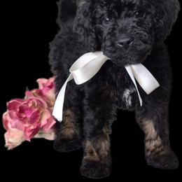 Jax - Phantom male Springerdoodle puppy in Fargo, North Dakota from Dakota SpringerDoodles
