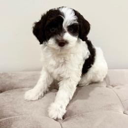 Sienna - Brown and white female Aussiedoodle puppy in Allen, Texas from Calena’s Doodles