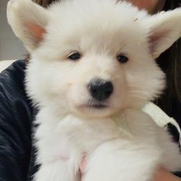 Boy 9 - White male German Shepherd puppy in Valley Springs, South Dakota from Von Pasch German Shepherds