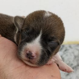 Pembroke Welsh Corgi Puppies from Wartooth Cowdogs