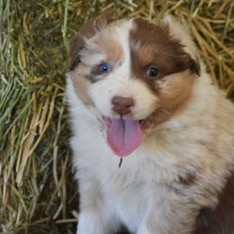 Australian Shepherd Puppies from 10-BAR-Y RANCH