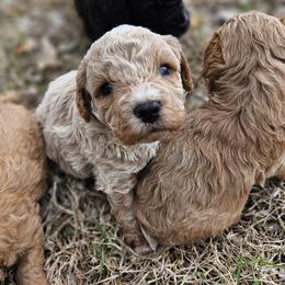 Stan - Cream male Cavapoo puppy in Piedmont, Oklahoma from Perdue Puppies