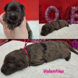 Valentina - Blue merle female Bernedoodle puppy in Summerville, South Carolina from Channys Doodles