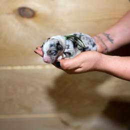 Banks - Blue merle male Australian Shepherd puppy in Eubank, Kentucky from Ashlee's Aussies