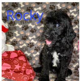 Rocky - Black and white male Bernedoodle puppy in Battle Creek, Michigan from T-Rose’s Bernedoodle & Pomsky Puppies