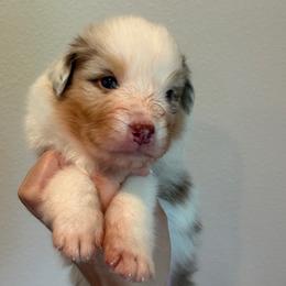 Red Merle male - Red merle male Australian Shepherd puppy in Castle Rock, Washington from Zoolo Kennels