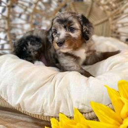 Bernedoodle Puppies from Dulcito Bernedoodles