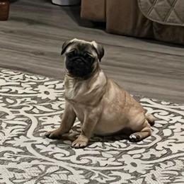 Rosie - Fawn female Pug puppy in Randleman, North Carolina from Peachy Pugs