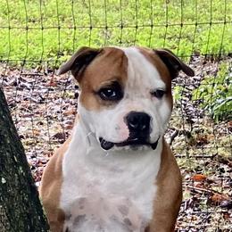 Gus - Staffordshire Bull Terrier
