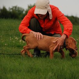 Wirehaired Vizsla Puppies from Nemes Wirehaired Vizslas