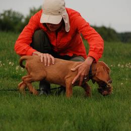 Wirehaired Vizsla Puppies from Nemes Wirehaired Vizslas
