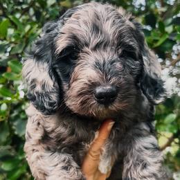 Jo - Merle female Goldendoodle puppy in Cocoa, Florida from The Coastal Homestead