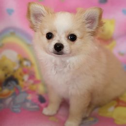 Chihuahua Puppies from Pampered Chihuahuas