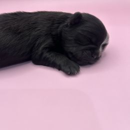 Daisy - Black and white female Shih Tzu puppy in Porterville, California from Moore Shih Tzus