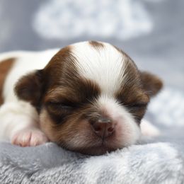Chihuahua and Pomeranian Puppies from VanityPom’s