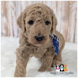 APOLLO - OFA-Genetics-Microchip-Vet Check-2 Year Warranty. - Cream male Goldendoodle puppy in Jeddo, Michigan from Apple Creek Doodles
