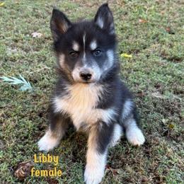 Libby - Black and white female Siberian Husky puppy in Elkin, North Carolina from Blue Ridge Shadow Huskies