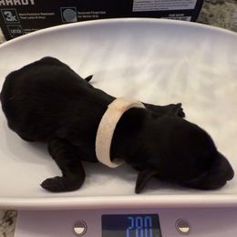 White collar male - Black male Double Doodle puppy in Norfolk, Virginia from Móraí’s Doodles