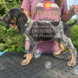 Banjo - Blue ticked and tan male Bluetick Coonhound puppy in Mount Pleasant, Texas from Harmons Hounds