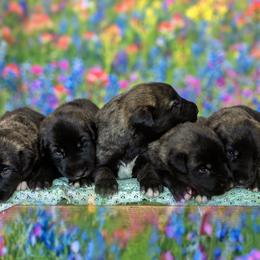 Irish Wolfhound Puppies from Cu Faoil Kennels