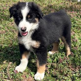 Buddy (AKC and ASDR) - Black tri male Miniature American Shepherd puppy in Stockton, Missouri from Kizmit Farmz