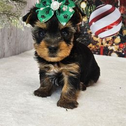Holly - Blue and gold female Yorkshire Terrier puppy in Monticello, Iowa from Ashley’s Puppies