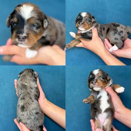Paige - Tri-color female Bernedoodle puppy in Yuciapa, California from AlltheDoodlez_