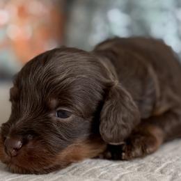 Orion - Chocolate male Cavapoo puppy in Beckley, West Virginia from By Design Doodles
