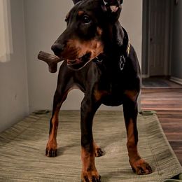 Doberman Pinscher Puppies from JODY'S DOBiES
